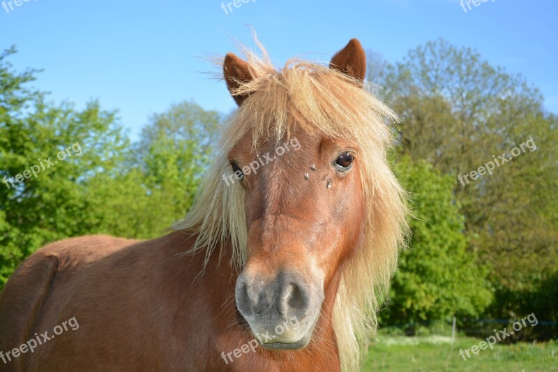 Shetland Pony Small Horse Pony Sorrel Mane Washed Brown