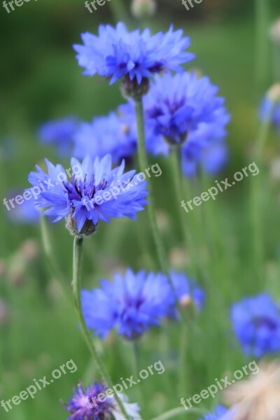 Natural Flowers Plant Summer Cornflower