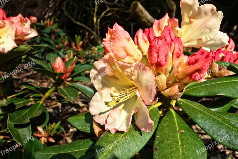 Rhododendron Flower Shrub Bloom May