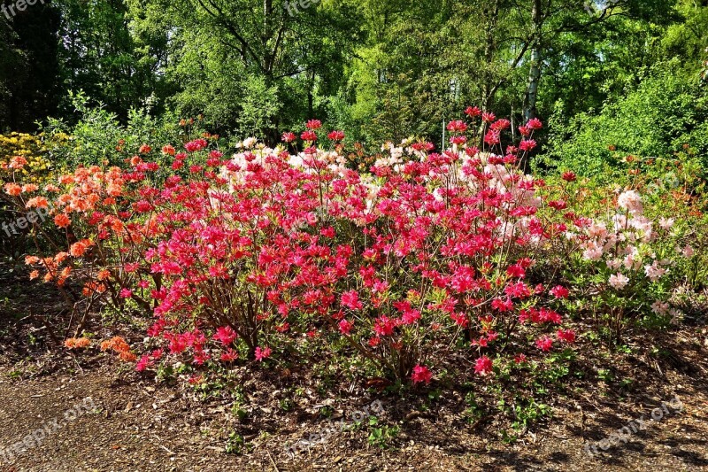 Azalea Flower Shrub Bloom Pink