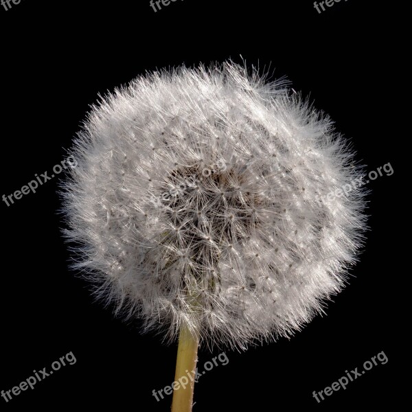 Dandelion Fluffy Shock Tender Seeds