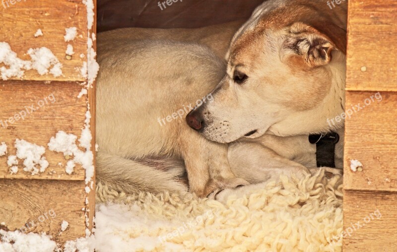 Dog Dog House Shelter Winter Free Photos