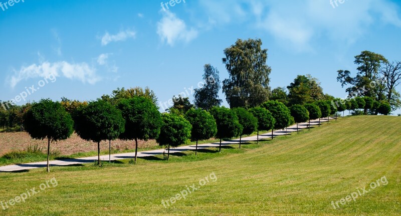 Lawn Tree Nature Summer Landscape