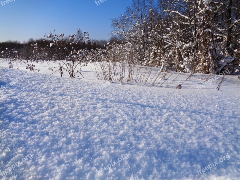 Winter Snow Leann Coldly Nature