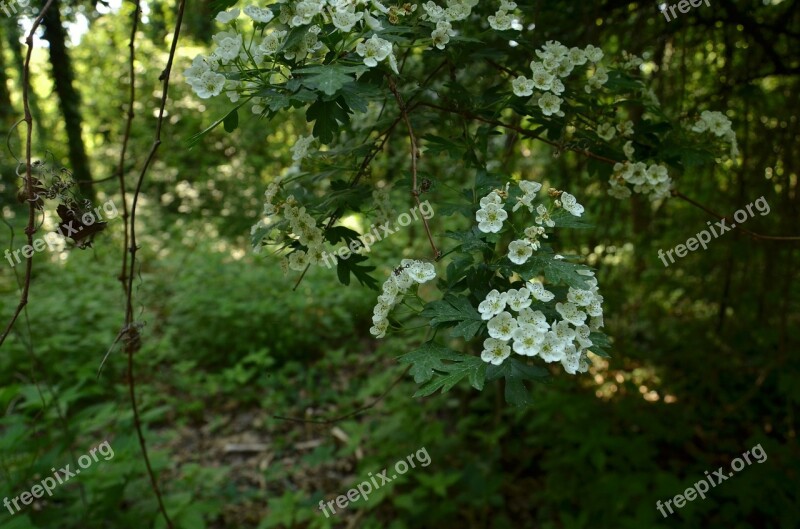 Nature Tree Flora Leaf Flower