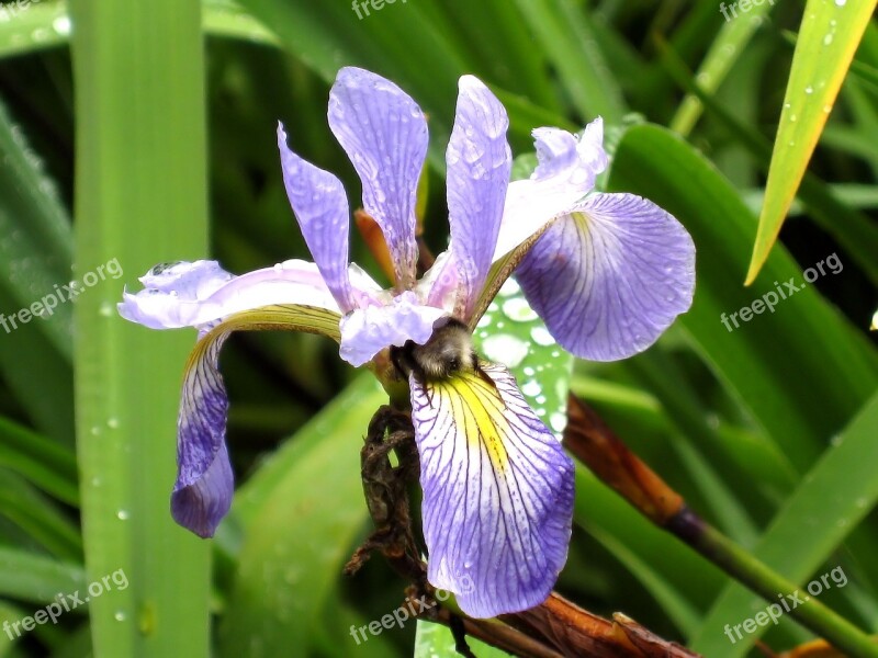 Iris Bee Nature Plant Flower