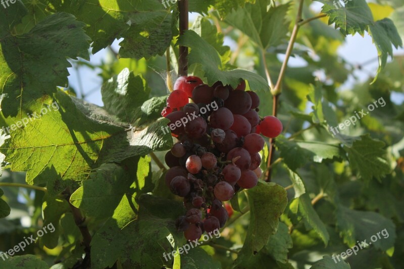 Fruit Nature Leaf Food Cluster