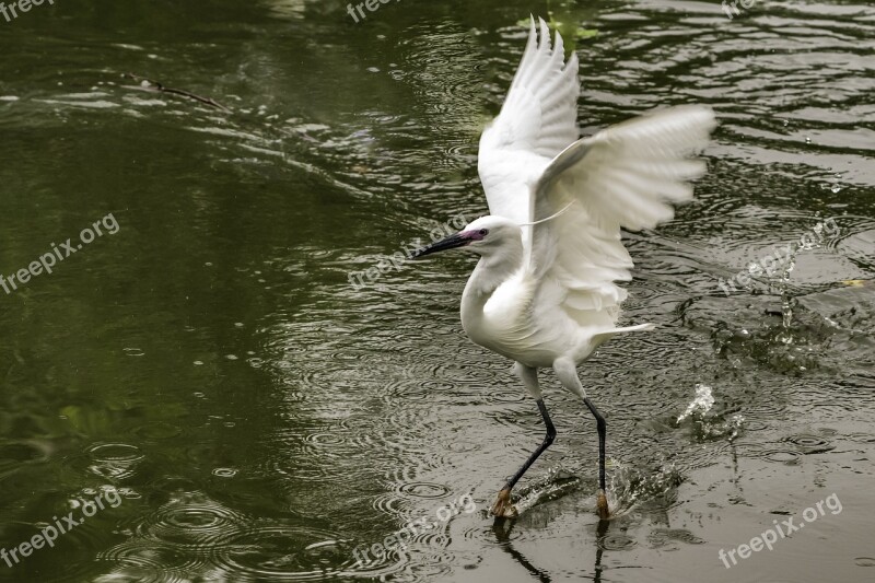 Bird Water Wildlife Nature Lake