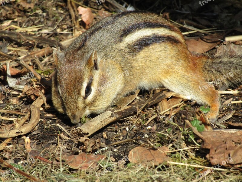 Nature Wildlife Mammal Rodent Animal