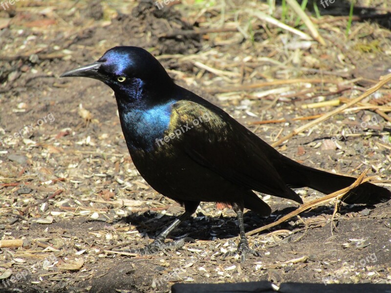 Bird Nature Wildlife Animal Outdoors