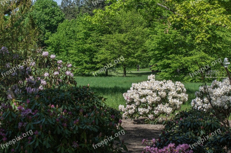 Flower Tree Nature Garden Plant