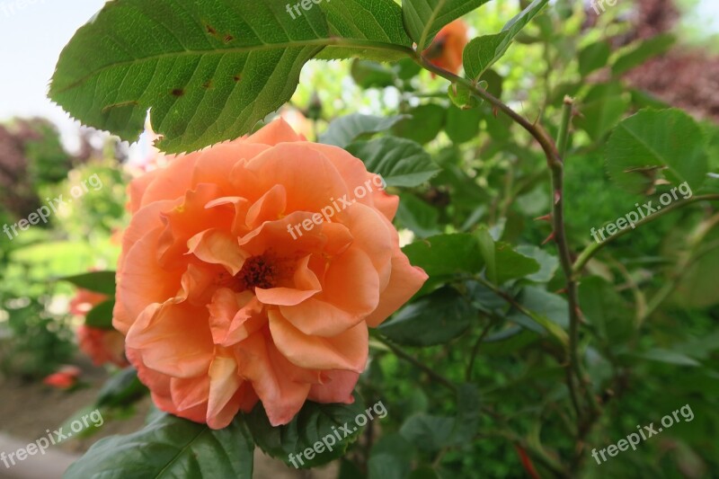 Rose Orange Roses Leaves Flower Nature