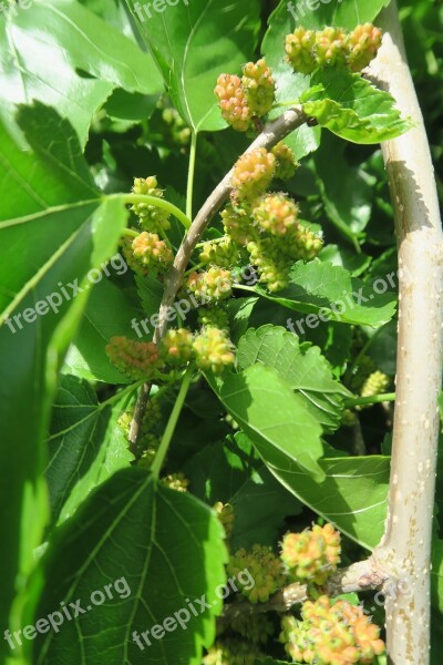 Hold Plant Nature Leaves Food