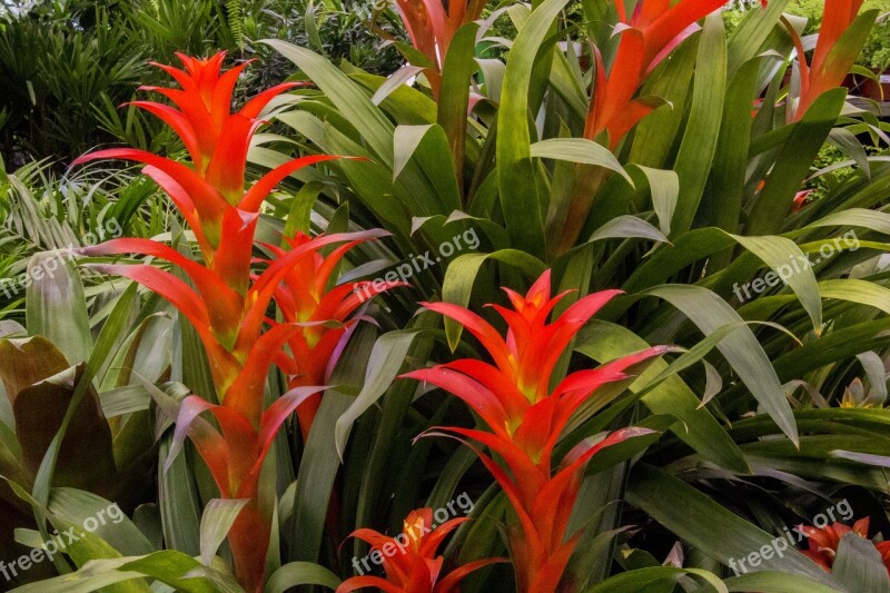 Bromeliad Plant Colorful Flower Plant Nature