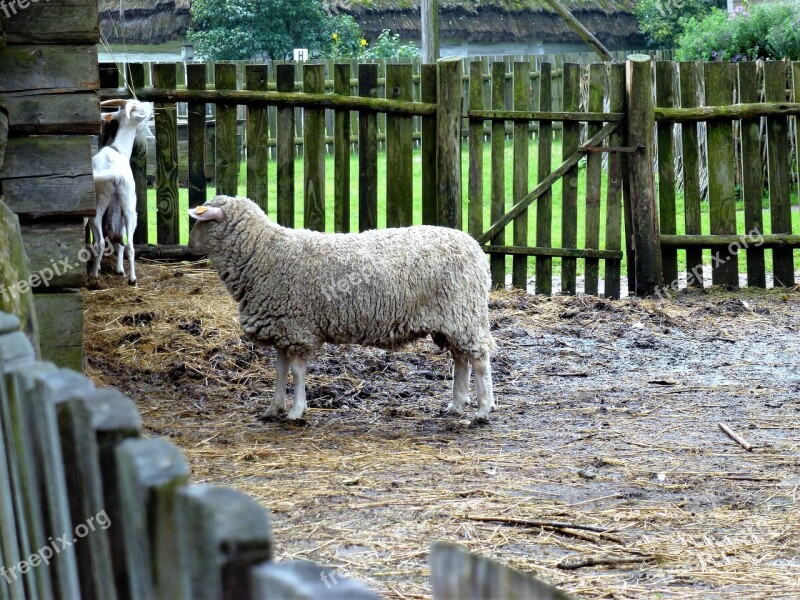 Closing Nature Outdoor Lawn Sheep