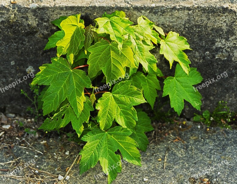 Concrete Stairs Foliation Level Seedling