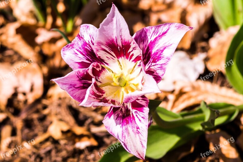 Flower Nature Plant Garden Flowers