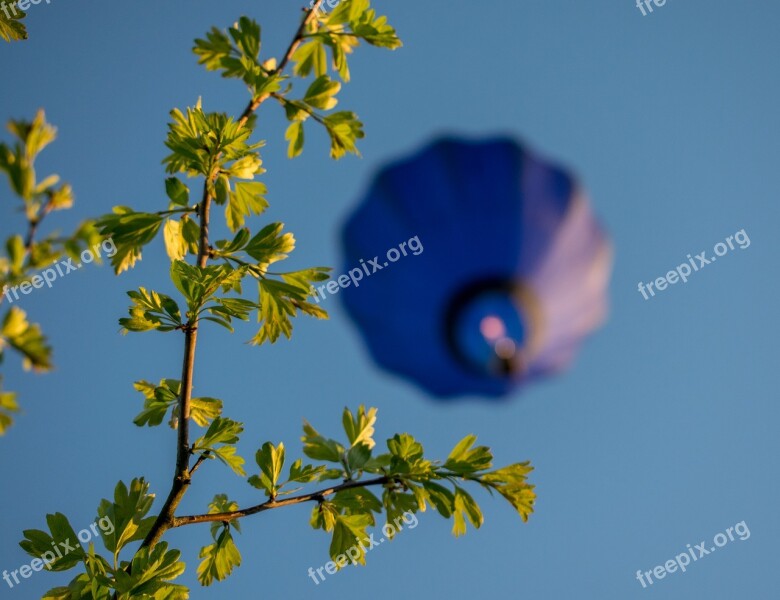 Nature Flora Flower Tree Growth