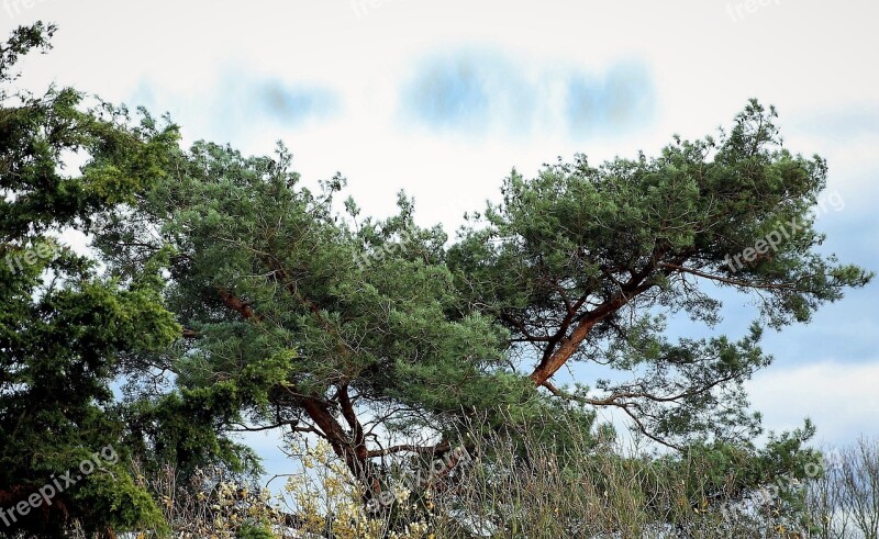 Nature Tree Landscape Wood Sky