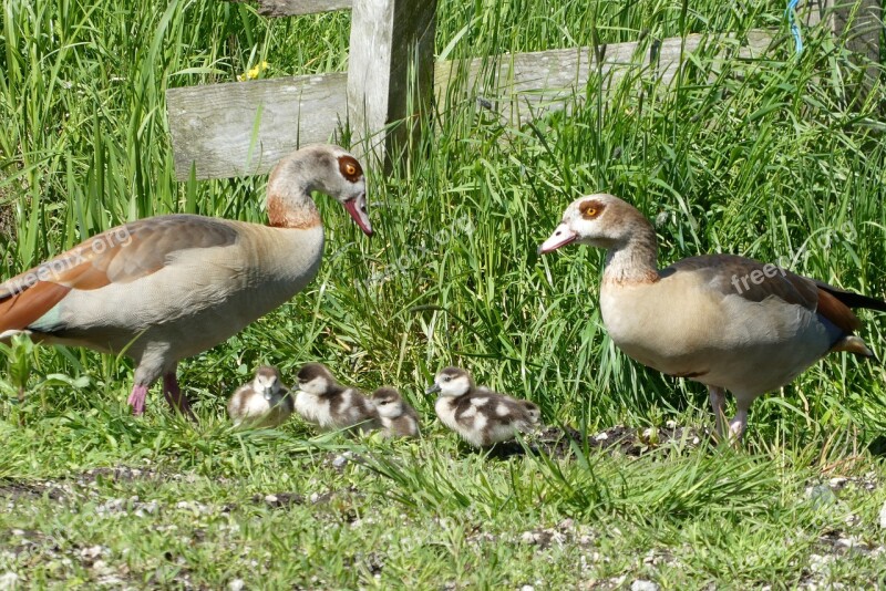 Nile Goose Fledglings Boy Birds Nature