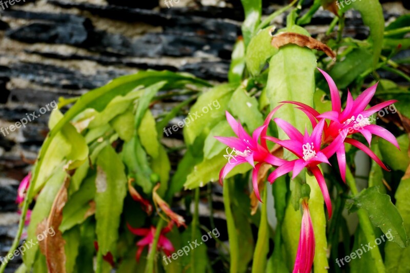 Nature Plant Flower Leaf Exotic