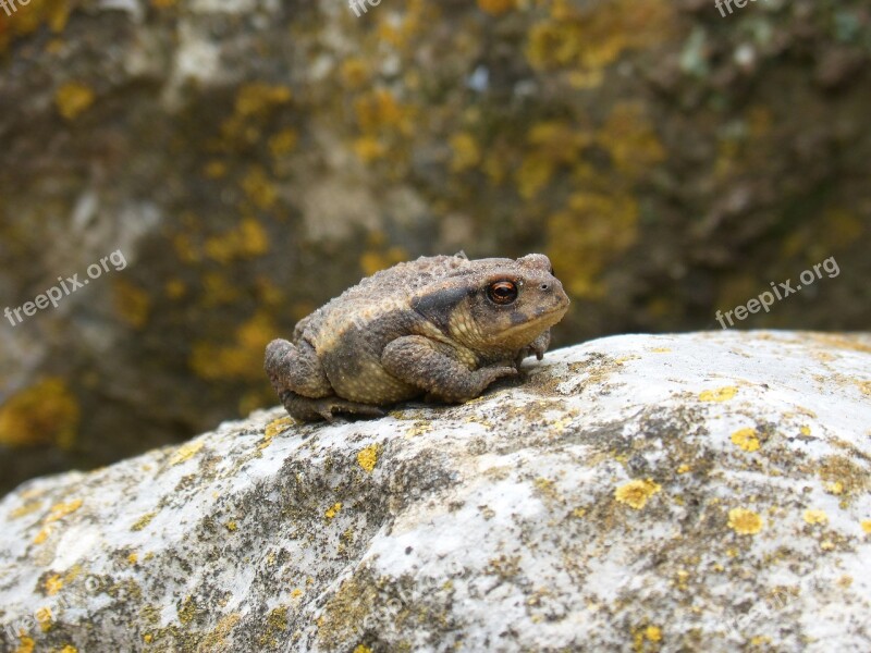 Toad Sapito Batrachian Small Tiny