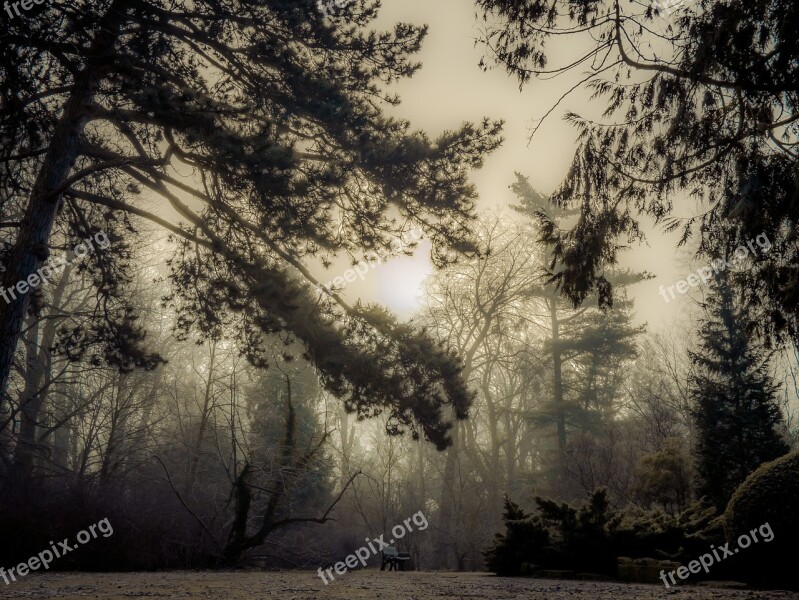 Tree Nature Landscape Season Branch