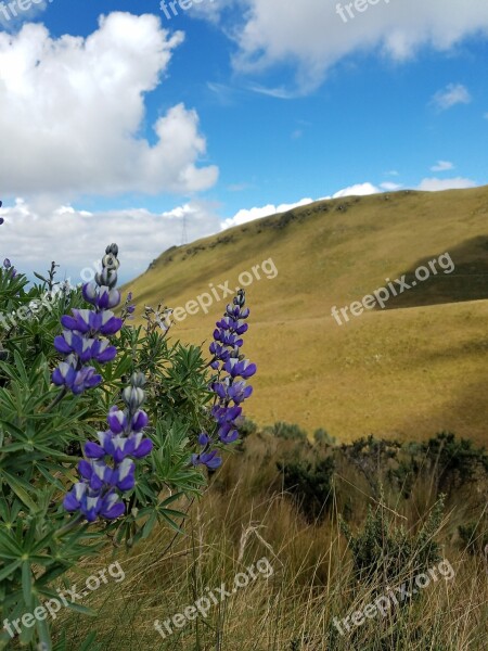 Nature Summer Outdoors Field Flower