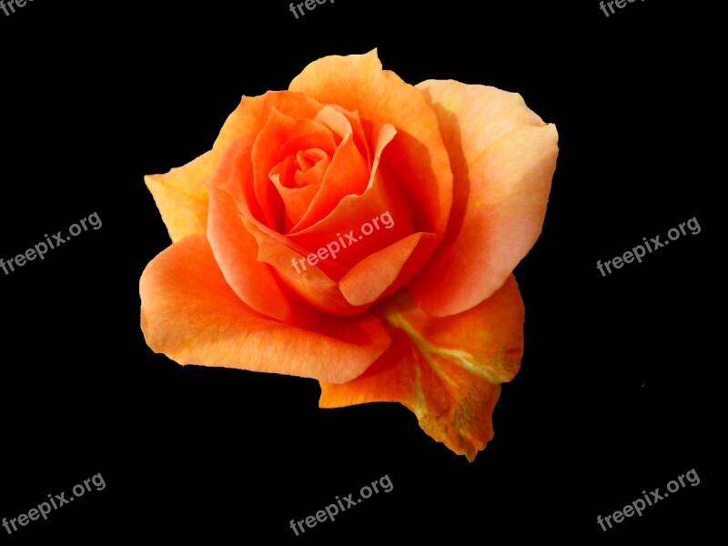 Flower Rosebush Nature Petal Love