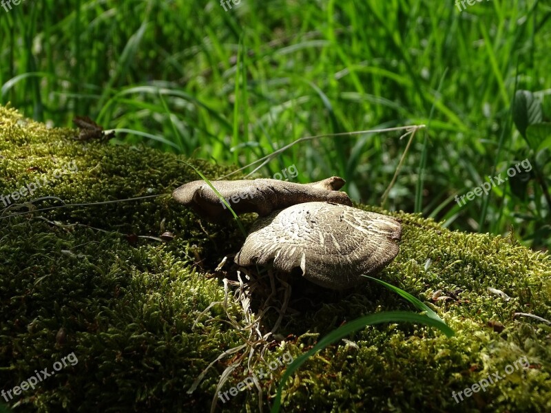 Nature Grass Wood Animal Animal World