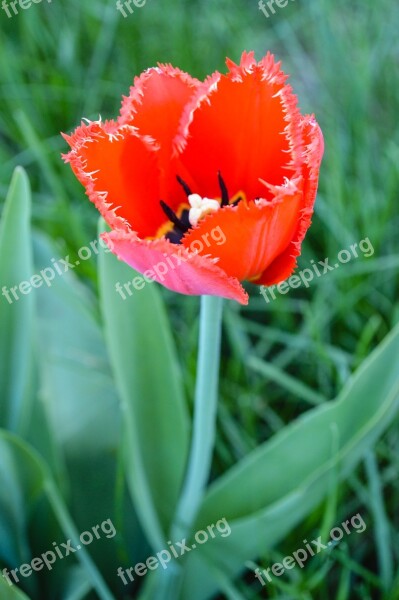 Maki Tulip Tulips Red Flower Red Flowers