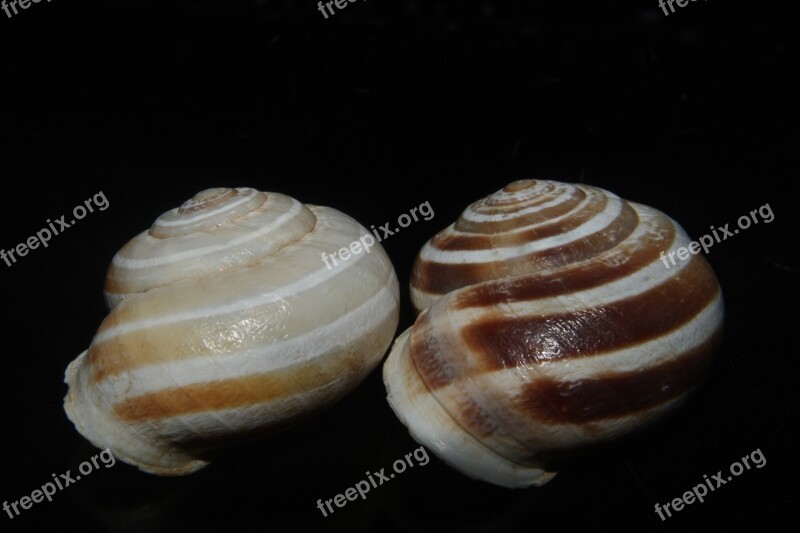 Snail Tape Worm Copse Snail Shell Reptile