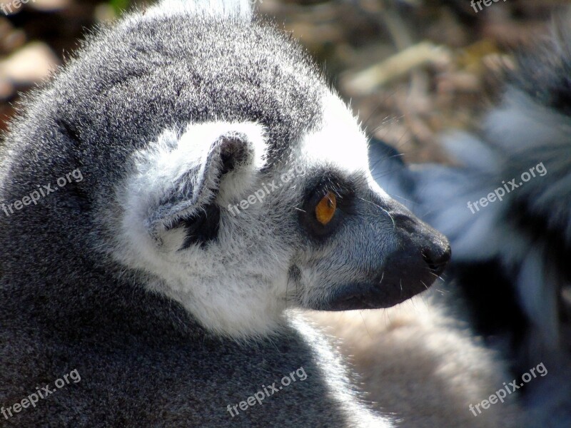 Mammal Wildlife Primate Portrait Zoo