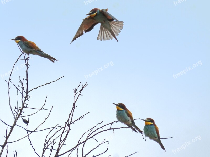 Bee Eaters Fly Branch Perch Abellerols