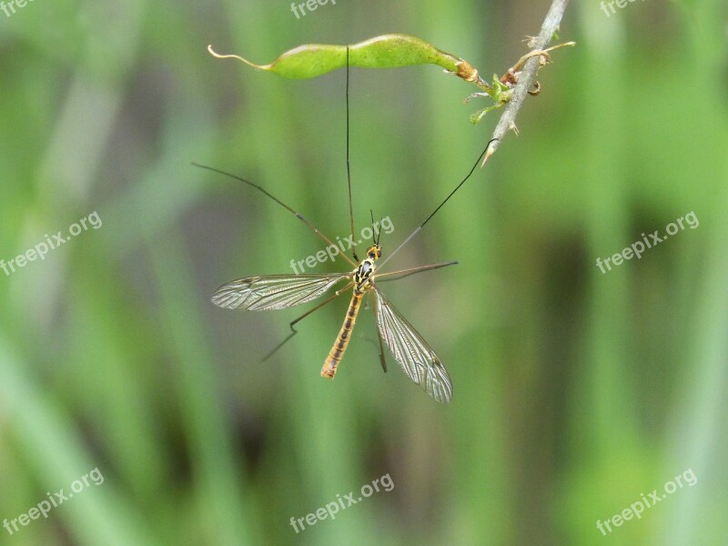 Típula Fake Mosquito Tipulidae Insect Tiny