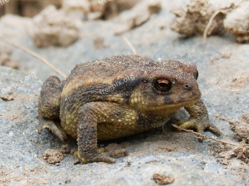 Toad Sapito Batrachian Tiny Small