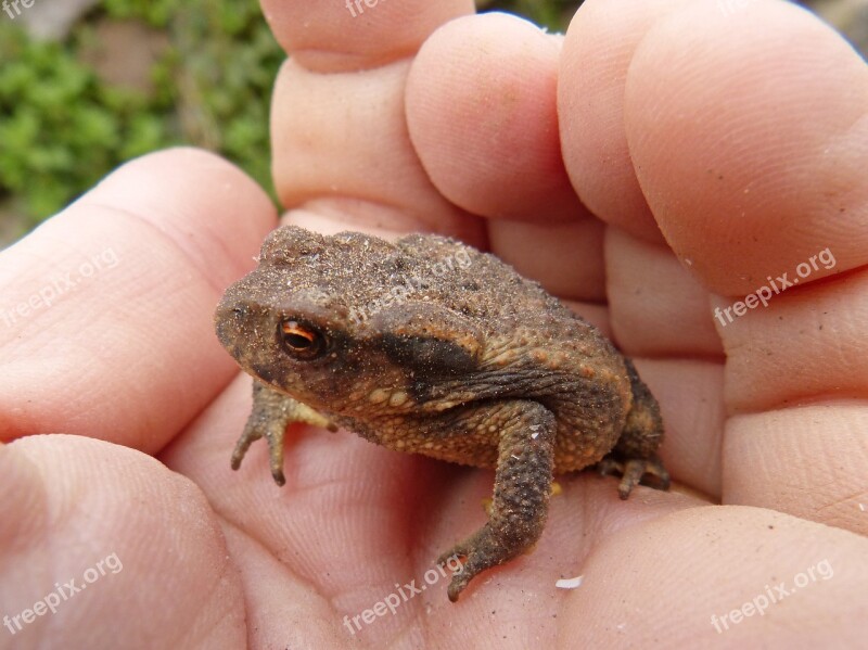 Toad Sapito Batrachian Hand Tiny