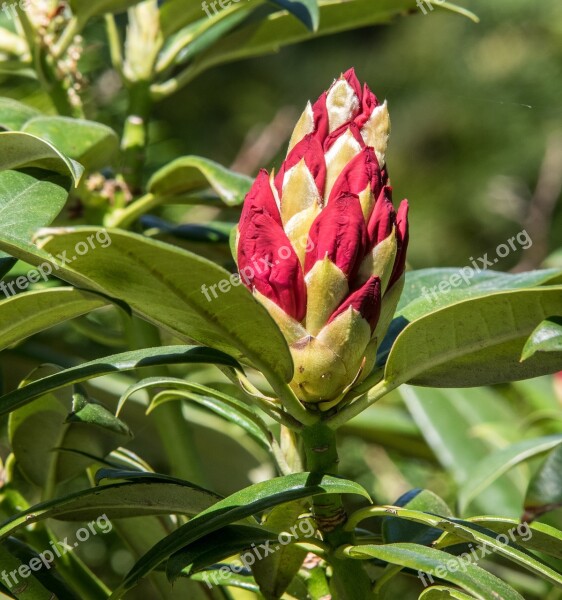 Rododendron Plant Flower Nature Leaf