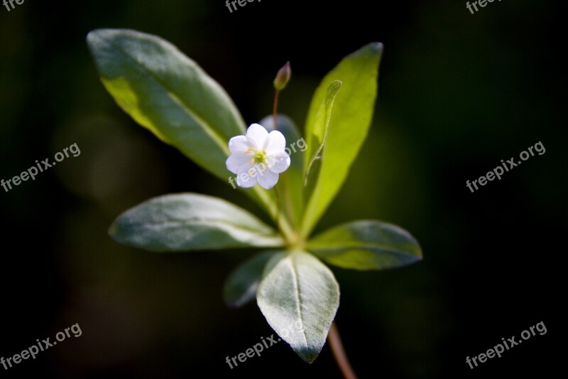 The Nature Of The Leaf Plant White Flower Free Photos