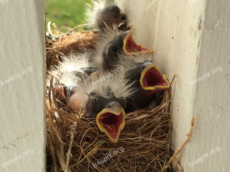 Animal Bird Wildlife Nest Family