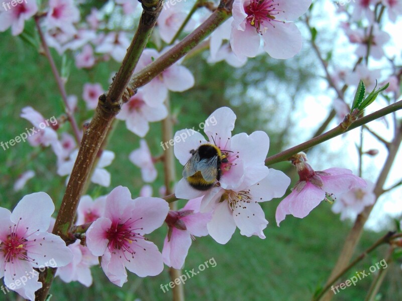 Bumble Bee Flower Plant Branch Nature