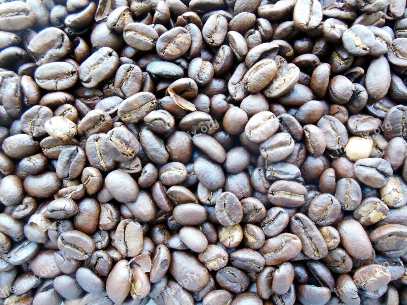 Background Kopi Luwak Luwak Food Seed