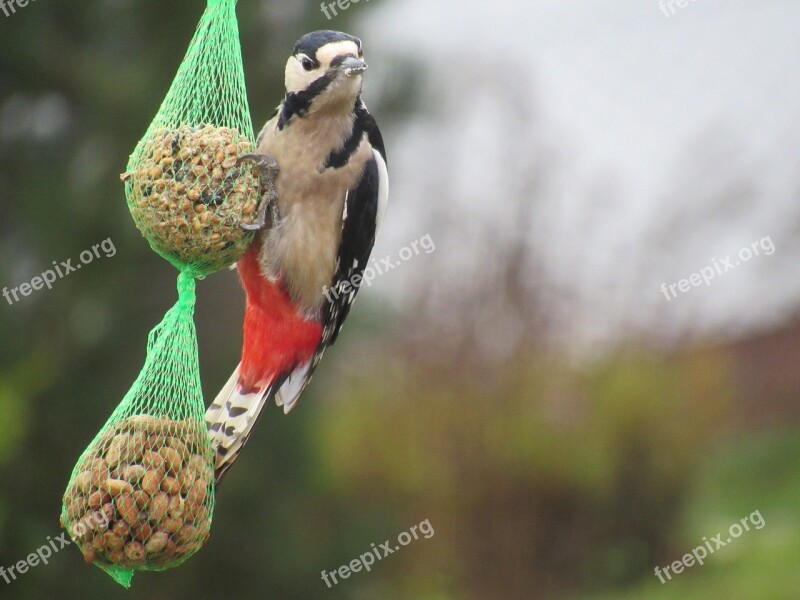 Bird Nature Animal World Animal Great Spotted Woodpecker