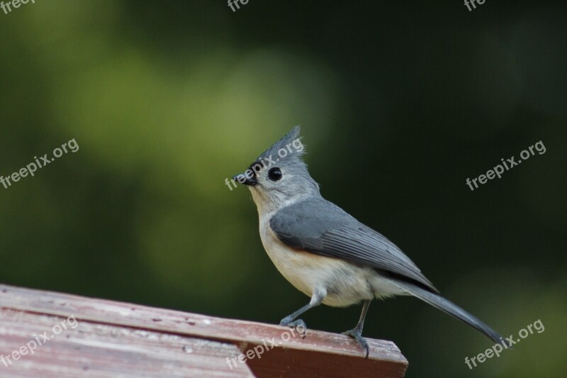 Bird Wildlife Nature Animal Titmouse