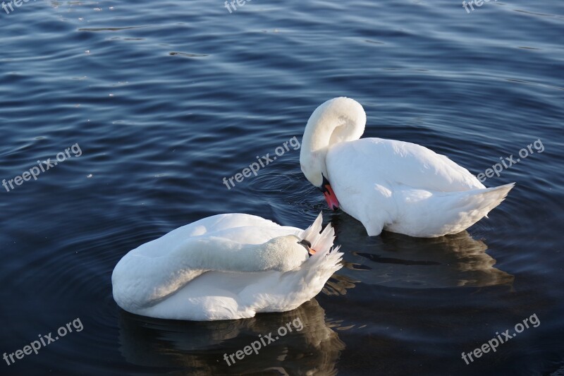 Water Bodies Nature The Birds Free Photos