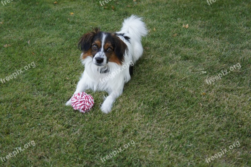 Dog Pets Papillon Playful Cute Dog