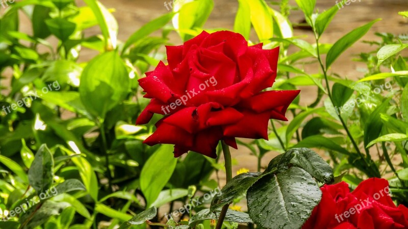 Red Rose Rosebush Red Hot Nature Leaf