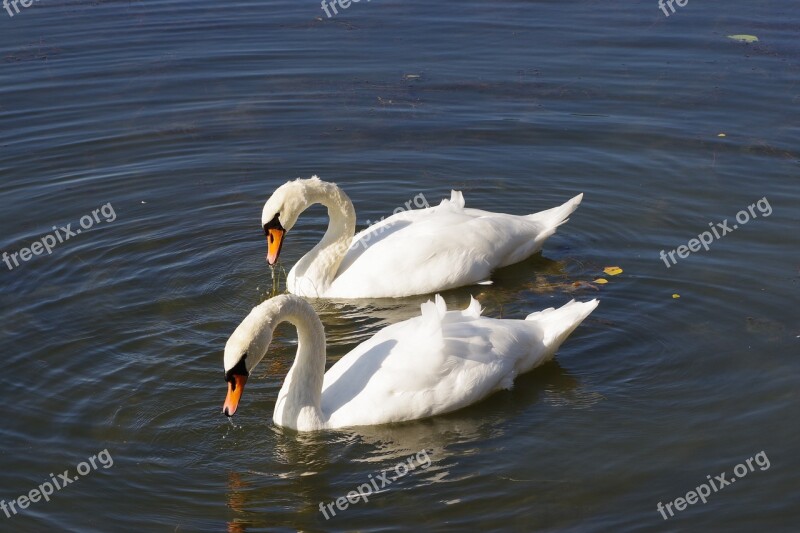 The Birds Water Bodies Lake Nature Swans