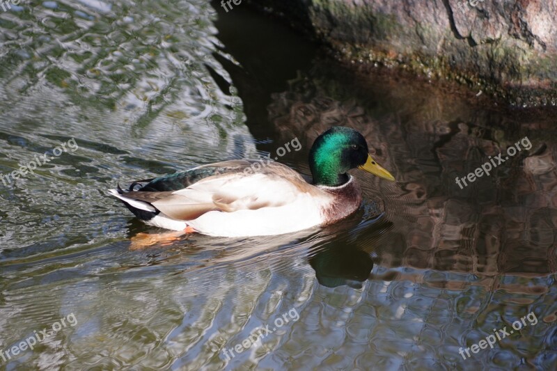 The Birds Duck Water Bodies Nature Free Photos