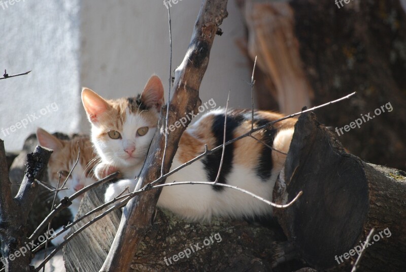 Cat Animal Greece Yard Pet